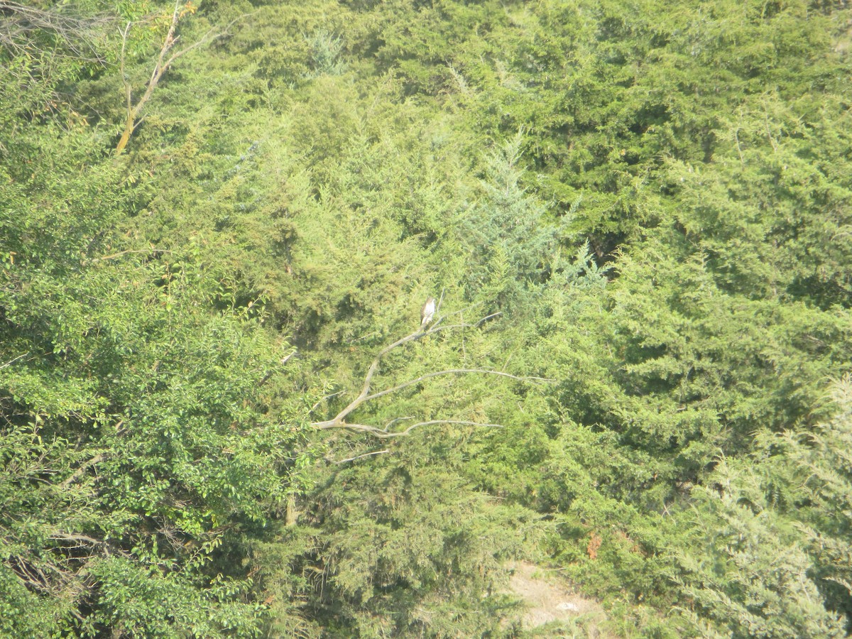 Broad-winged Hawk - ML612833425