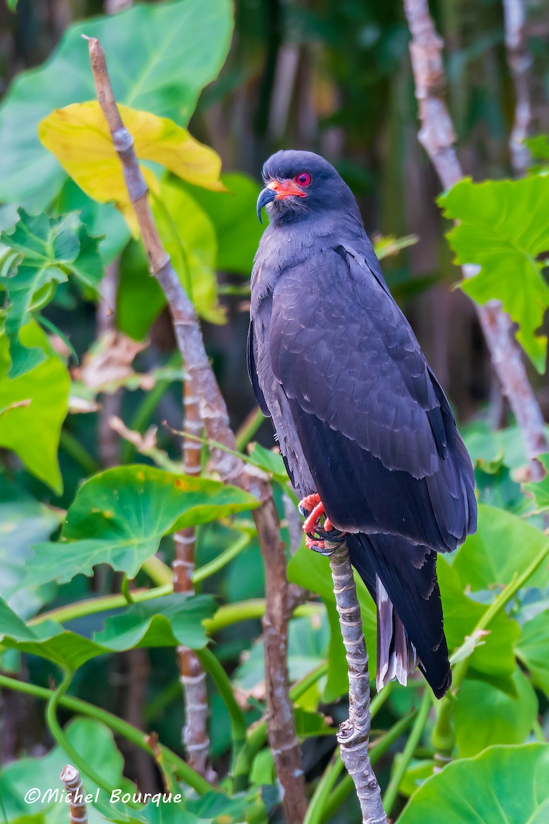 Snail Kite - ML612833438