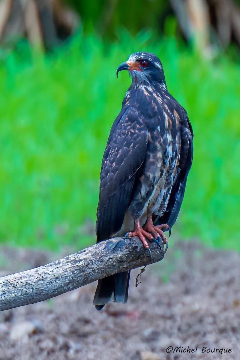 Snail Kite - ML612833443