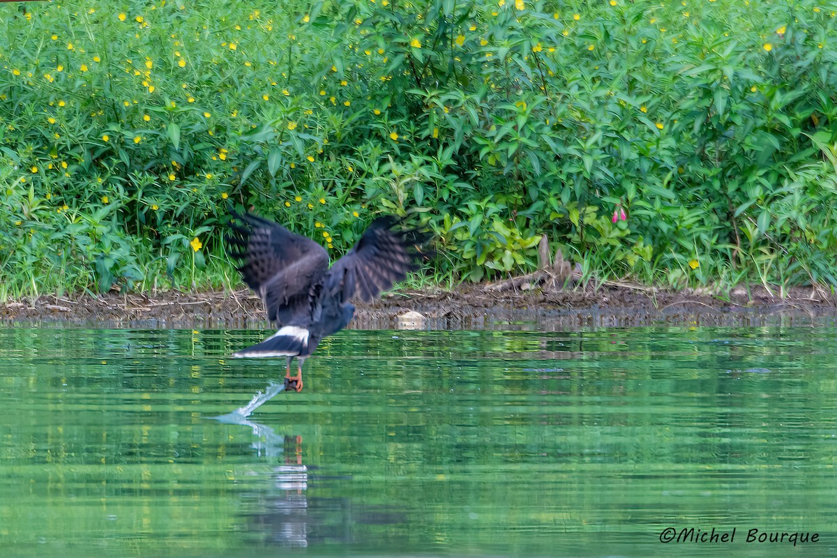 Snail Kite - ML612833445