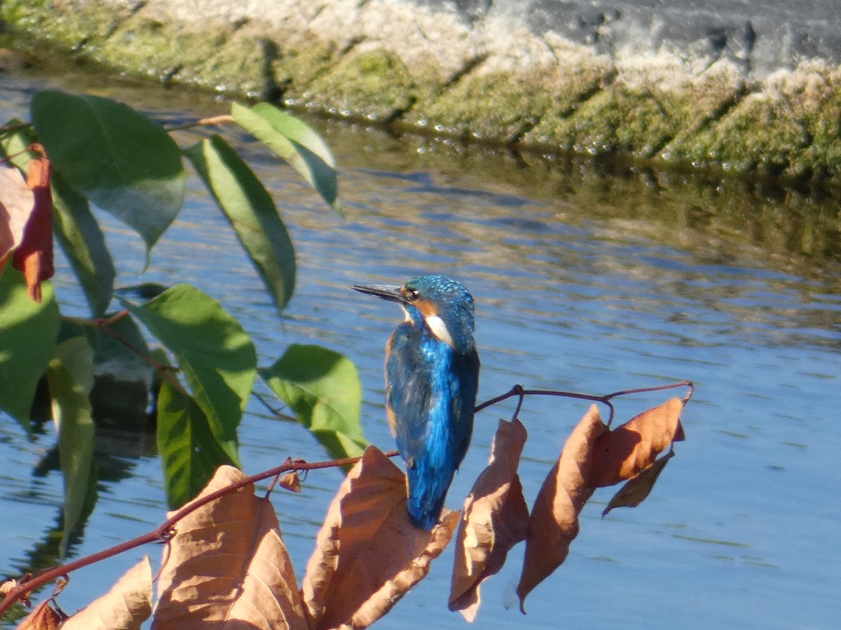 Common Kingfisher - ML612833494