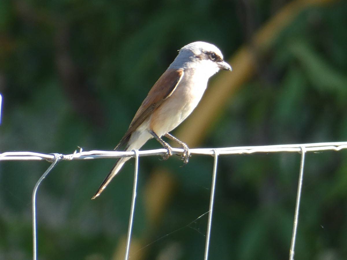 Red-backed Shrike - ML612833516