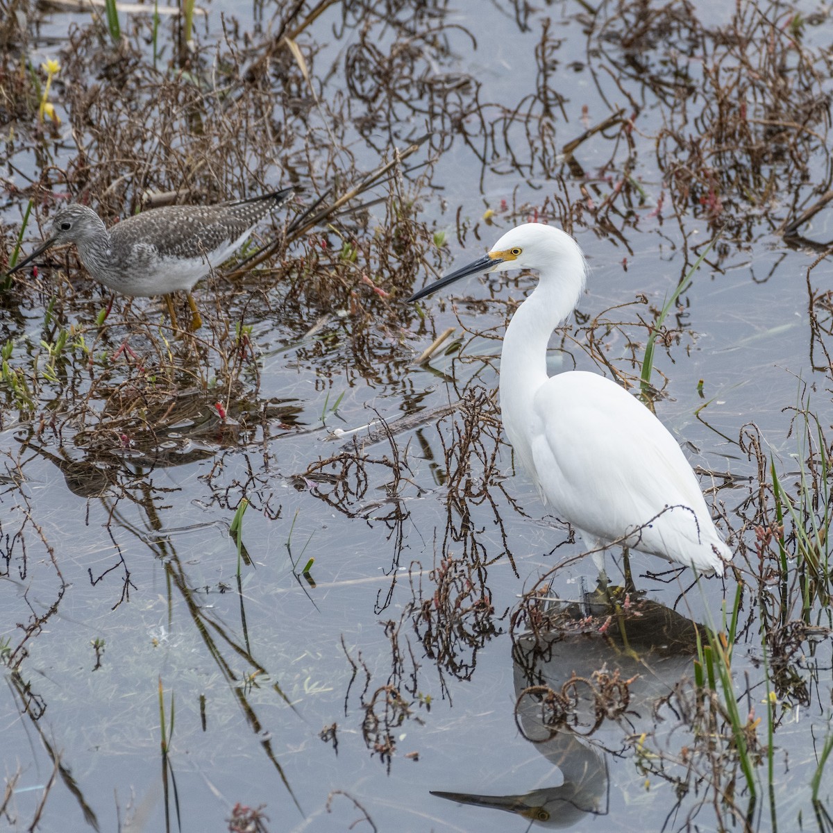 Snowy Egret - ML612833530