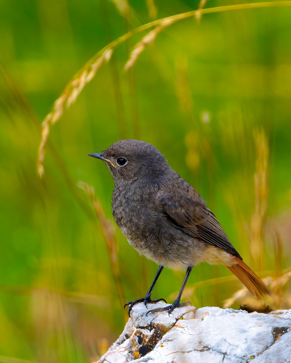 Black Redstart - ML612833563