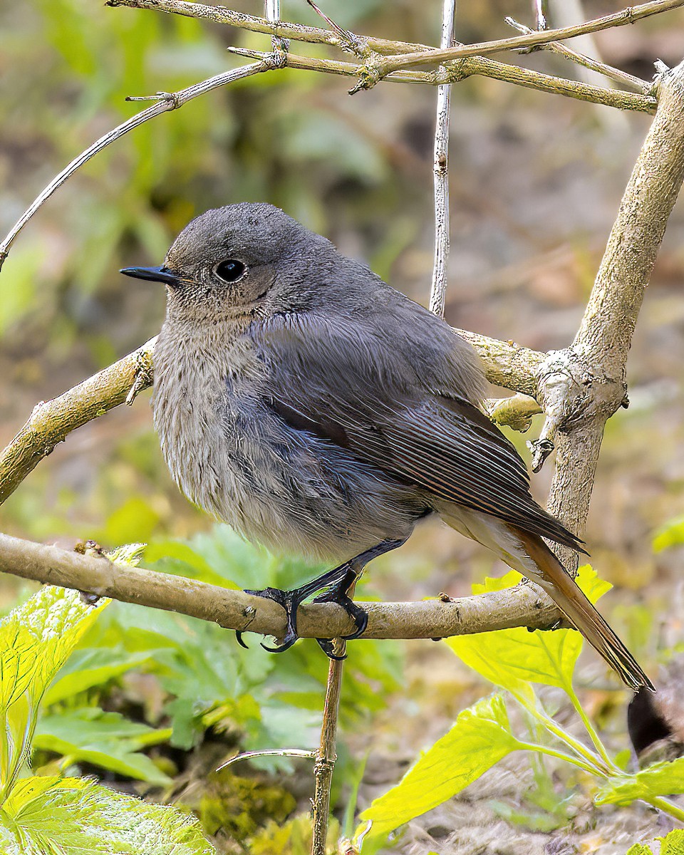 Black Redstart - ML612833564