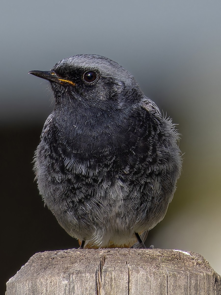 Black Redstart - ML612833565