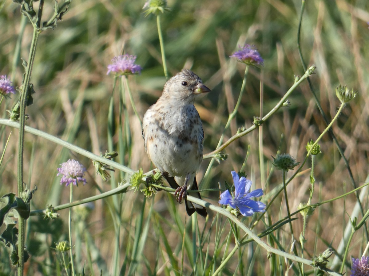 Chardonneret élégant - ML612833568