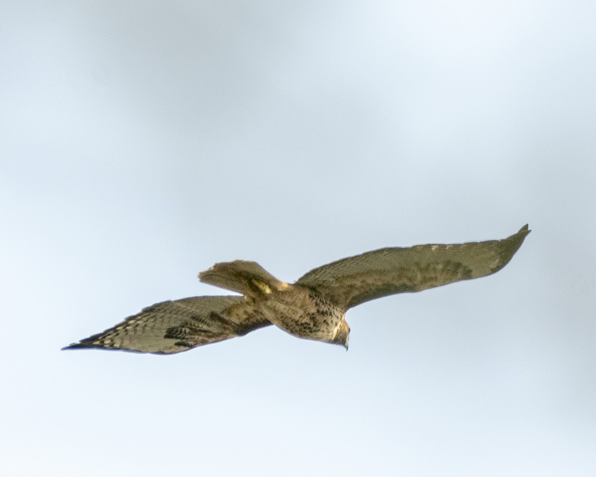 Red-tailed Hawk - James Kendall