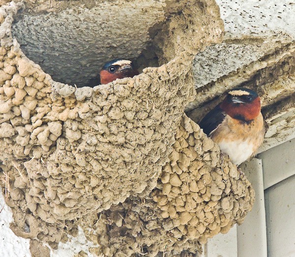 Cliff Swallow - Arden Anderson