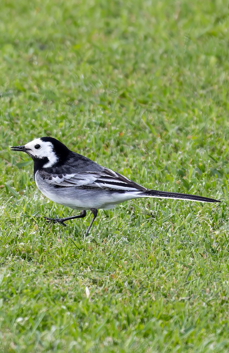 White Wagtail - Michał Grądcki