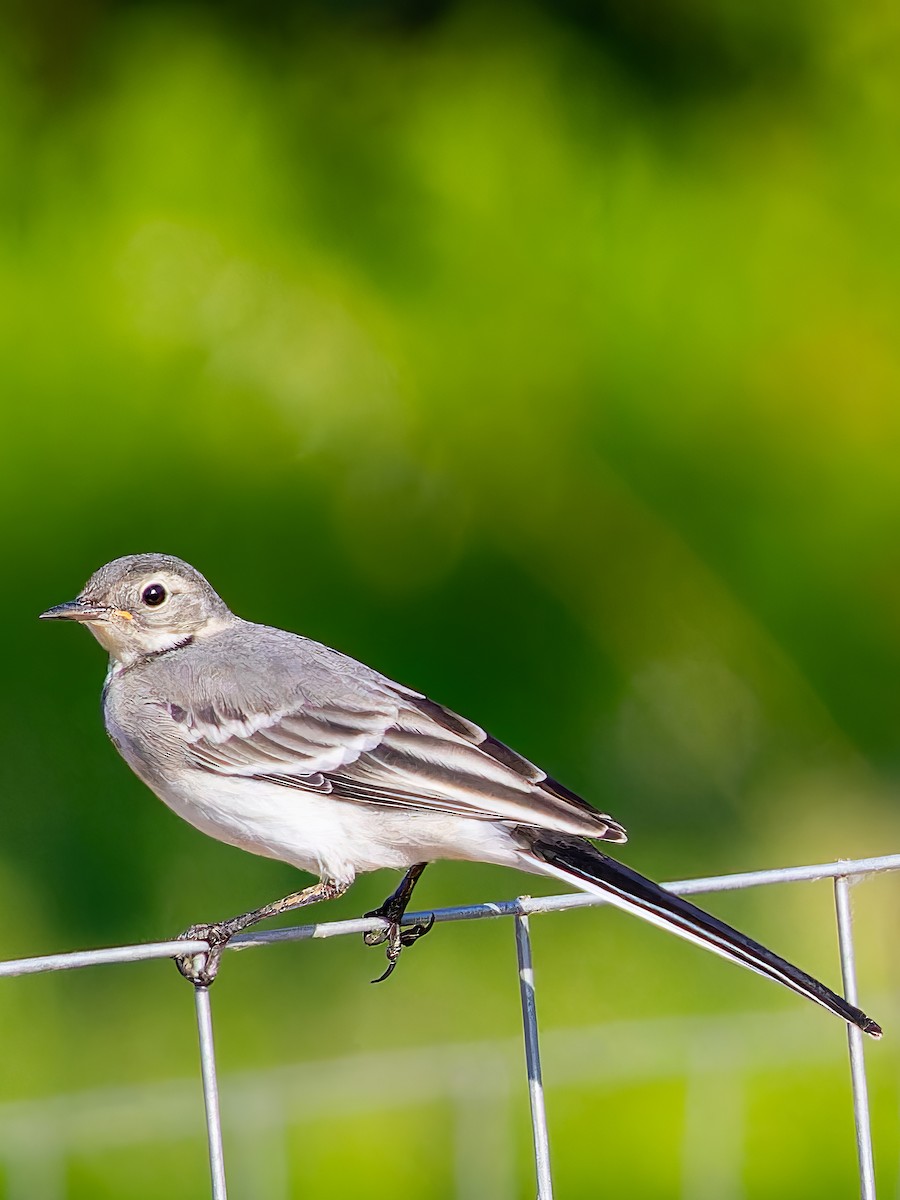 White Wagtail - Michał Grądcki