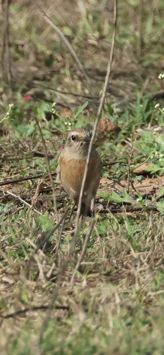 Siberian Stonechat - ML612833698