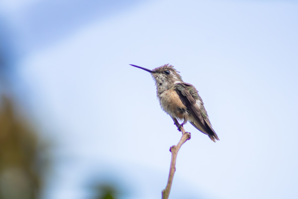 Colibrí Amatista - ML612833704