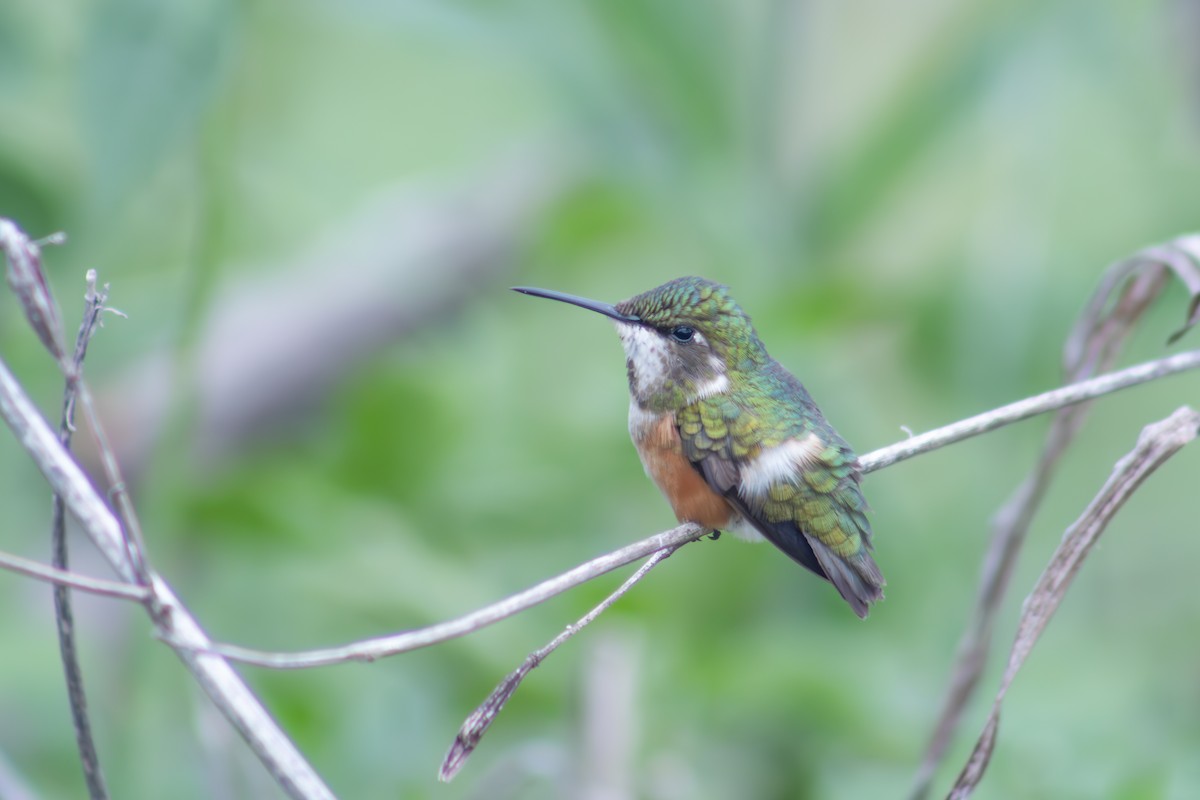 Colibrí Amatista - ML612833705