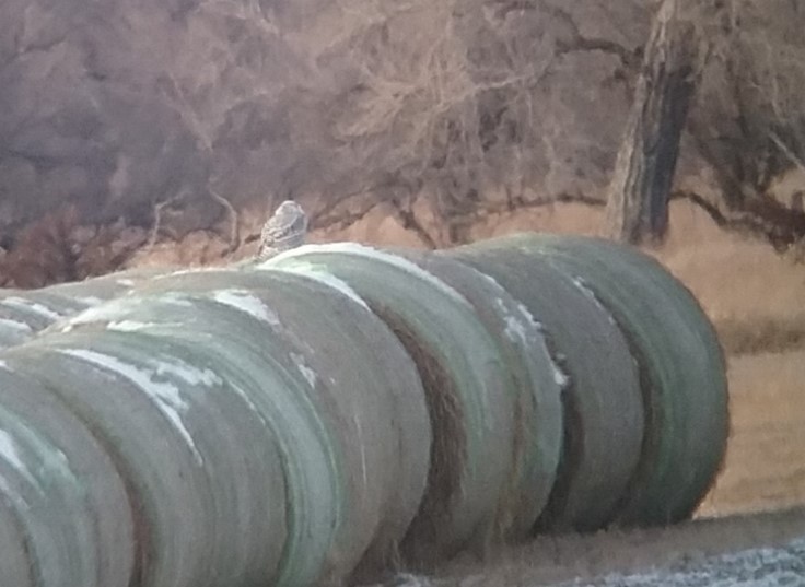 Snowy Owl - ML612833738