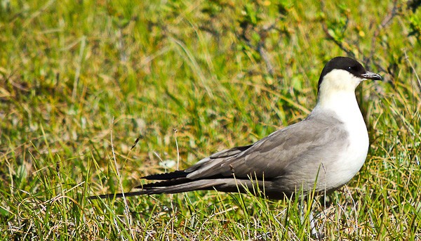 Long-tailed Jaeger - ML612833741