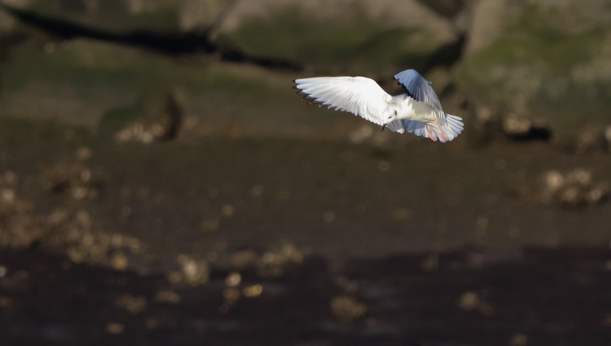 Mouette de Bonaparte - ML612833771