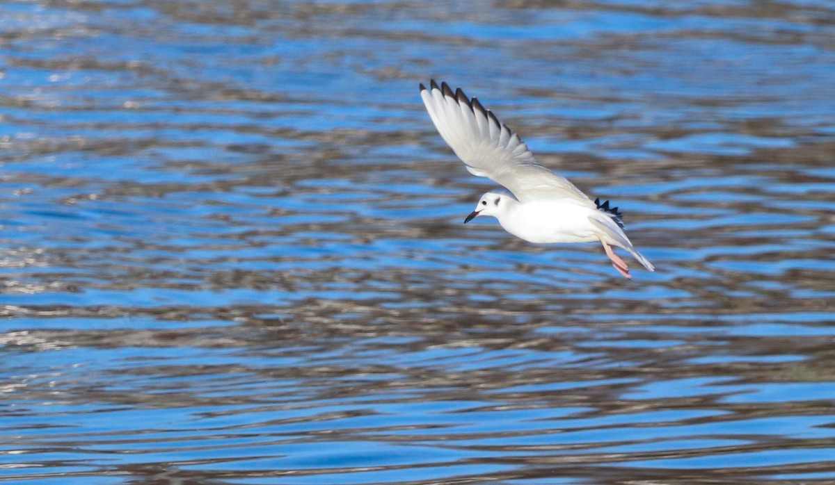 Bonaparte's Gull - David Santamaría Urbano