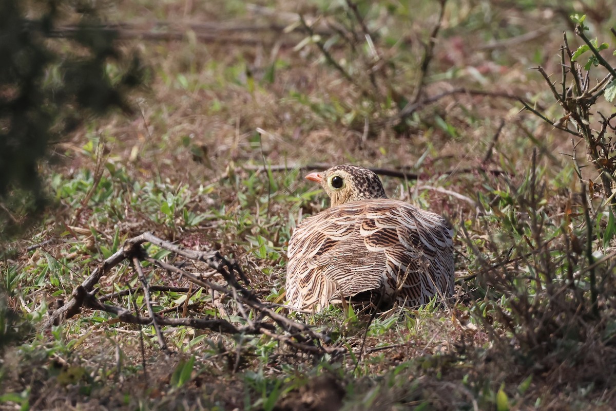 Painted Sandgrouse - ML612833795