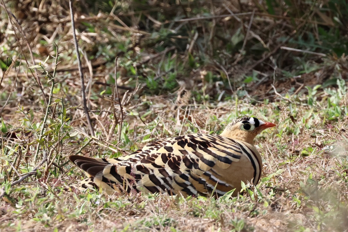 Painted Sandgrouse - ML612833796