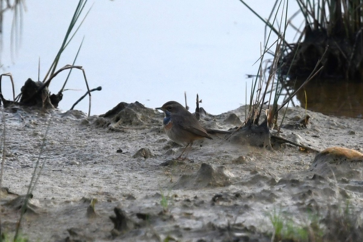 Bluethroat - ML612833801