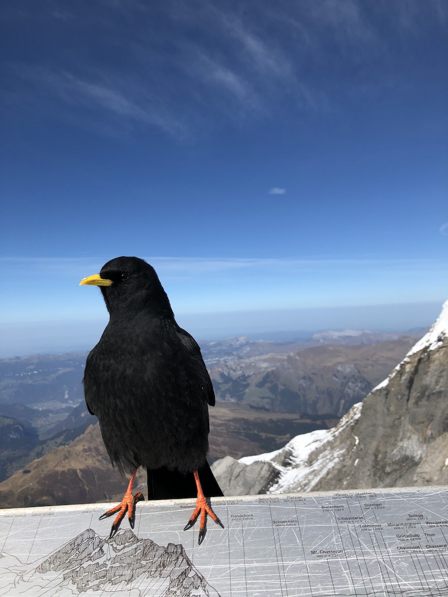 Yellow-billed Chough - Kelly Voorhees