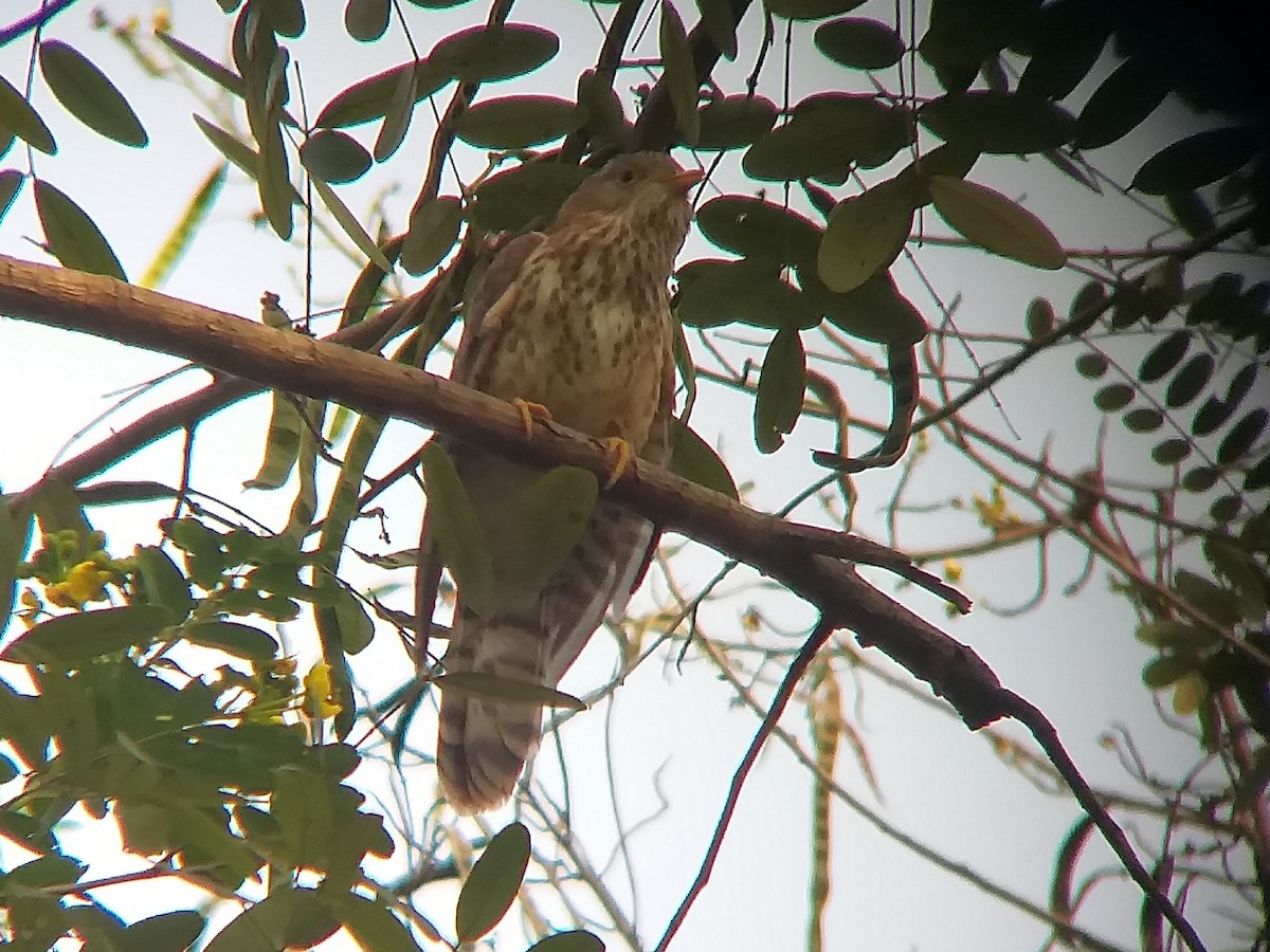 Common Hawk-Cuckoo - Sooraj  Sekhar