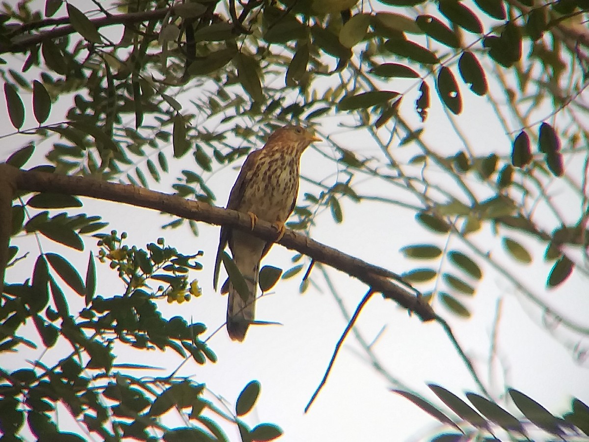 Common Hawk-Cuckoo - ML612833935