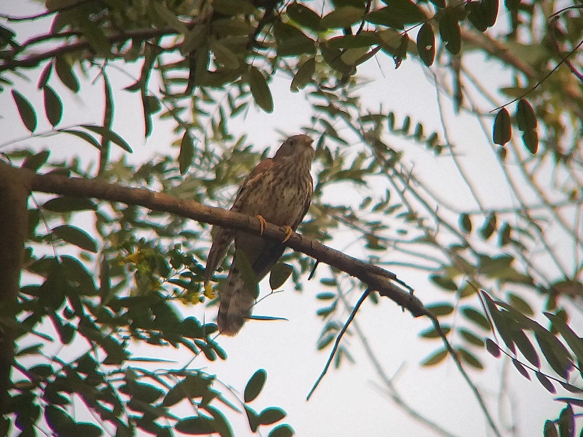 Common Hawk-Cuckoo - ML612833936