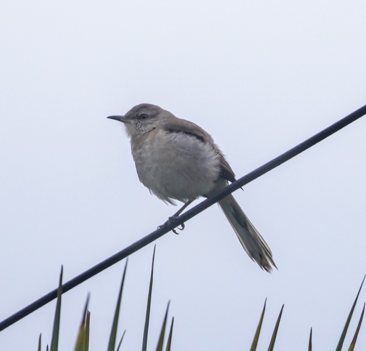 Northern Mockingbird - ML612833941