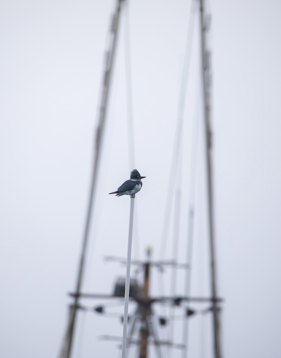 Belted Kingfisher - ML612833949