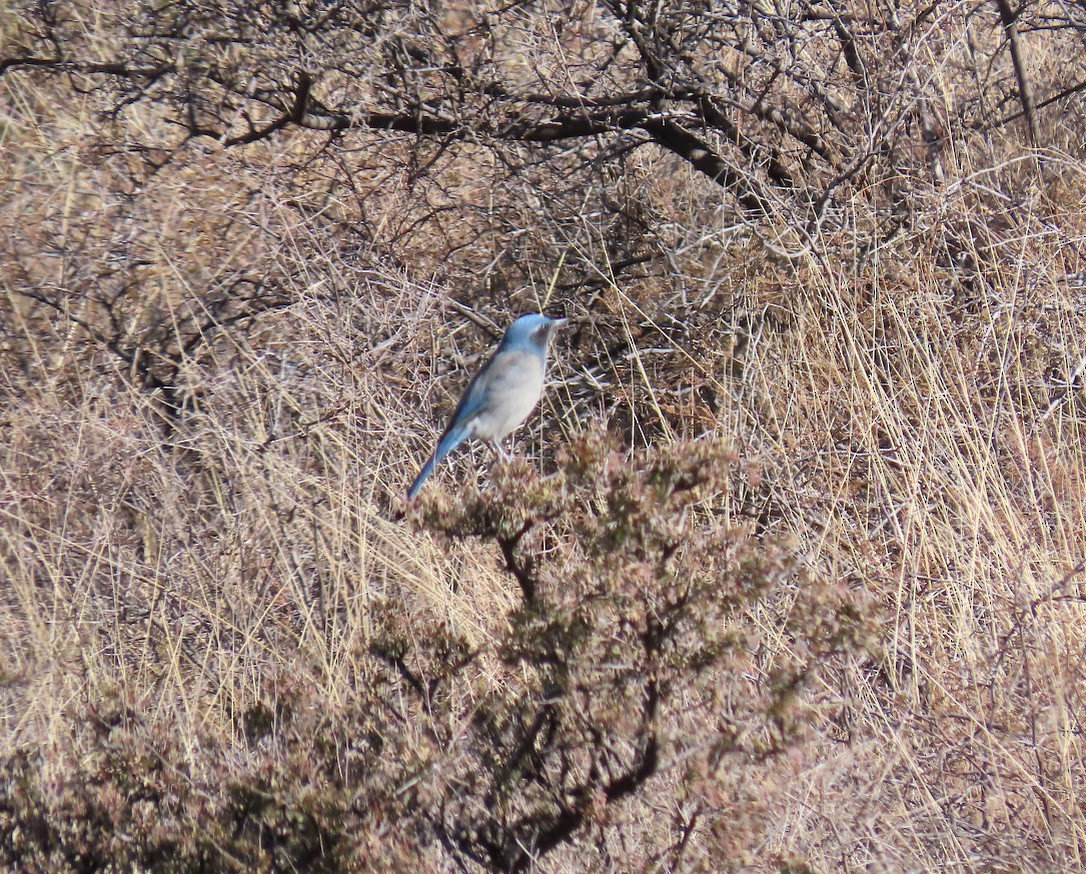 Woodhouse's Scrub-Jay - ML612833957