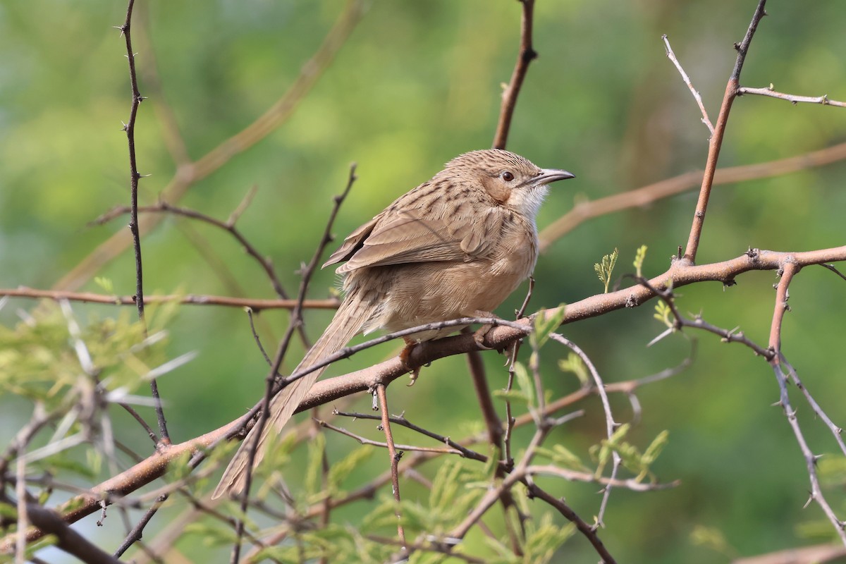 Common Babbler - ML612833972