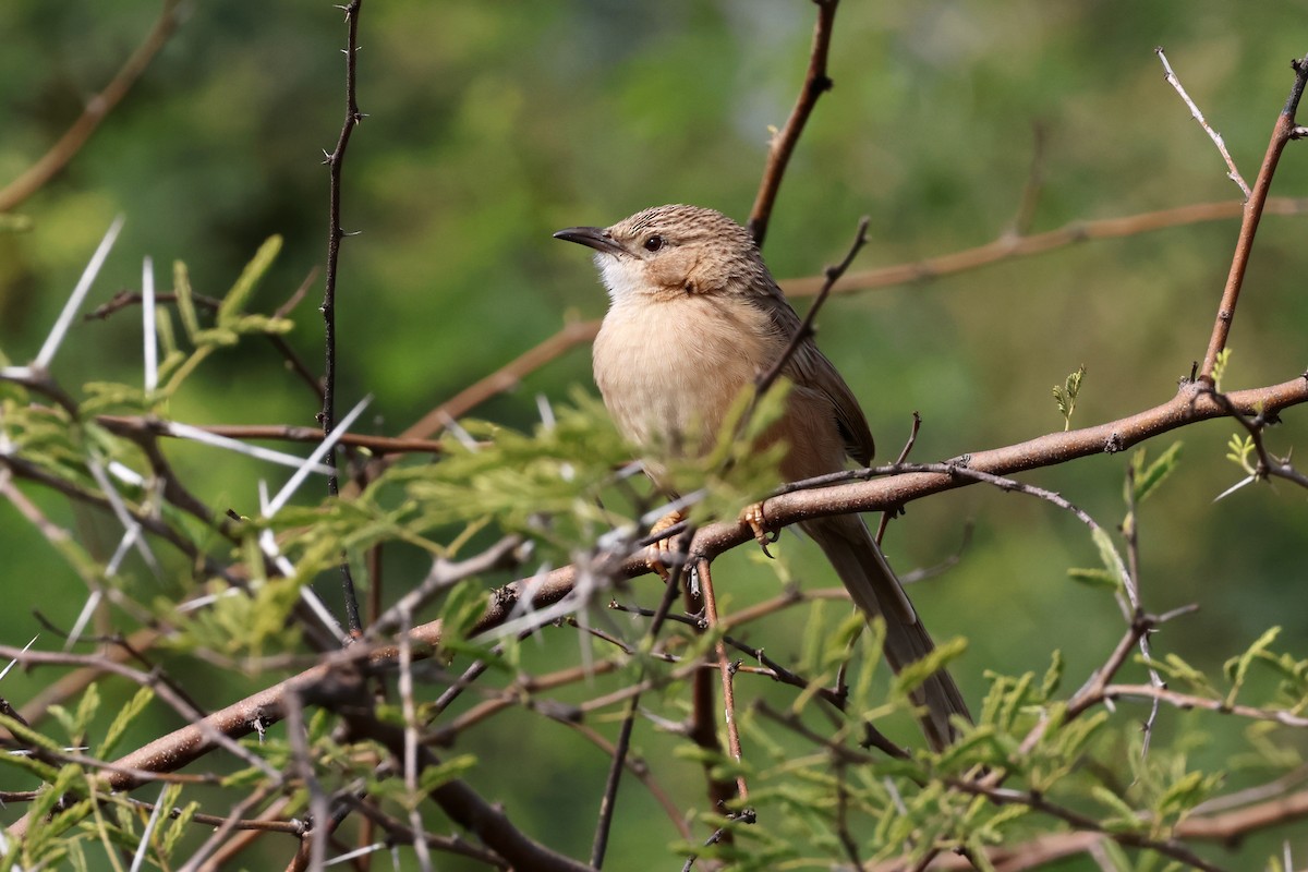 Common Babbler - ML612833973