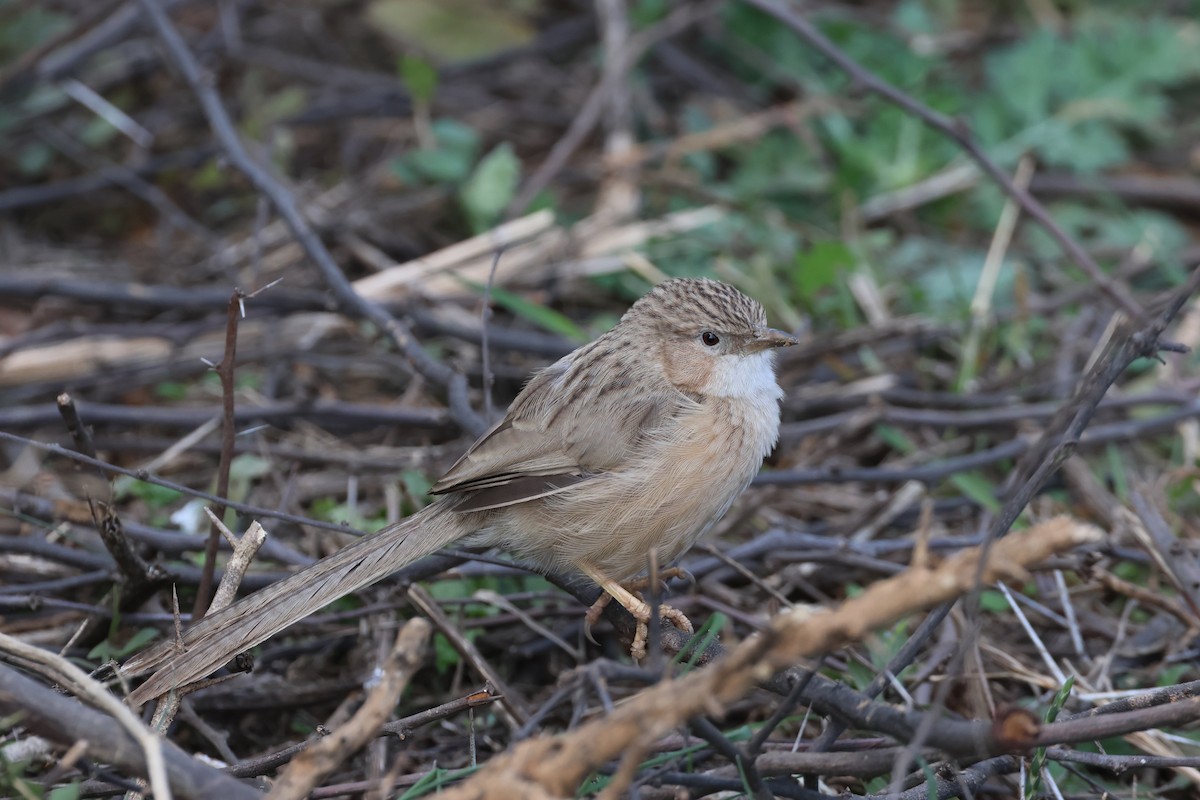 Common Babbler - ML612833974