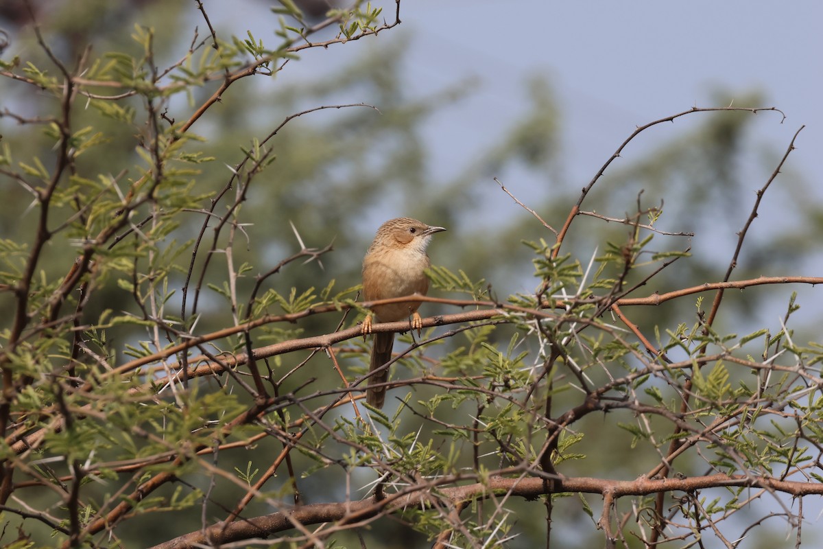 Common Babbler - ML612833975
