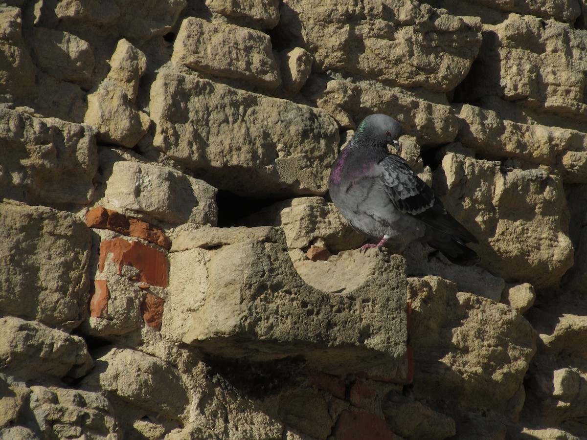 Rock Pigeon (Feral Pigeon) - ML612834039