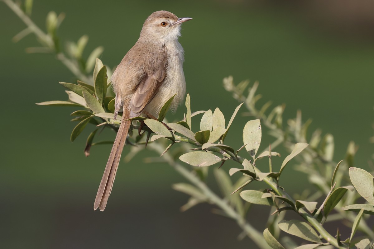 Plain Prinia - ML612834040