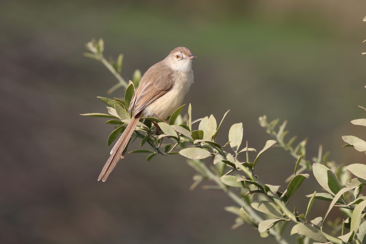 Plain Prinia - ML612834044