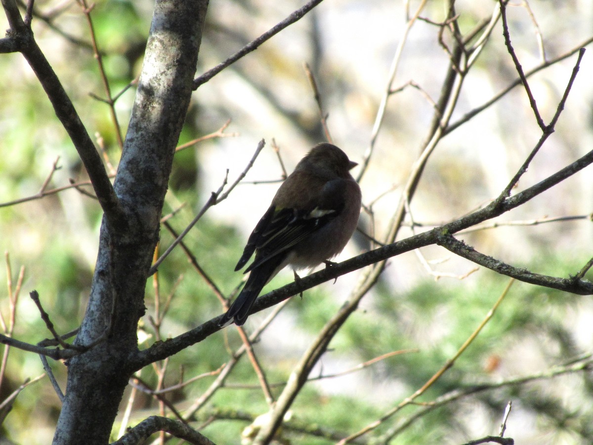 Common Chaffinch - ML612834049