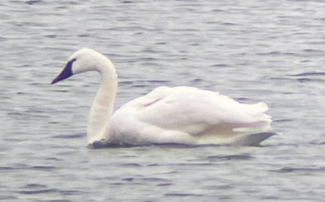 Tundra Swan - ML612834081