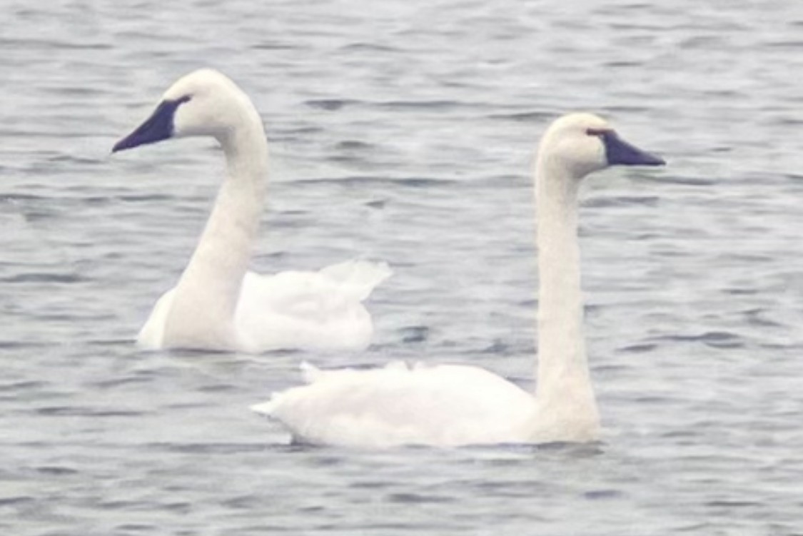 Tundra Swan - ML612834082