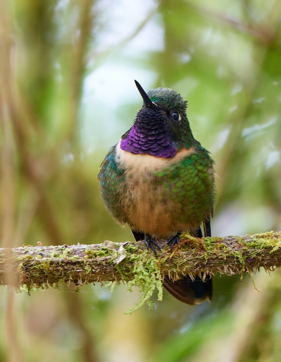 Colibrí Gorjiamatista (grupo amethysticollis) - ML612834134