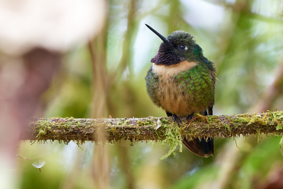 Colibrí Gorjiamatista (grupo amethysticollis) - ML612834136