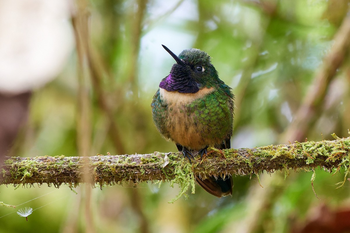 Colibrí Gorjiamatista (grupo amethysticollis) - ML612834137