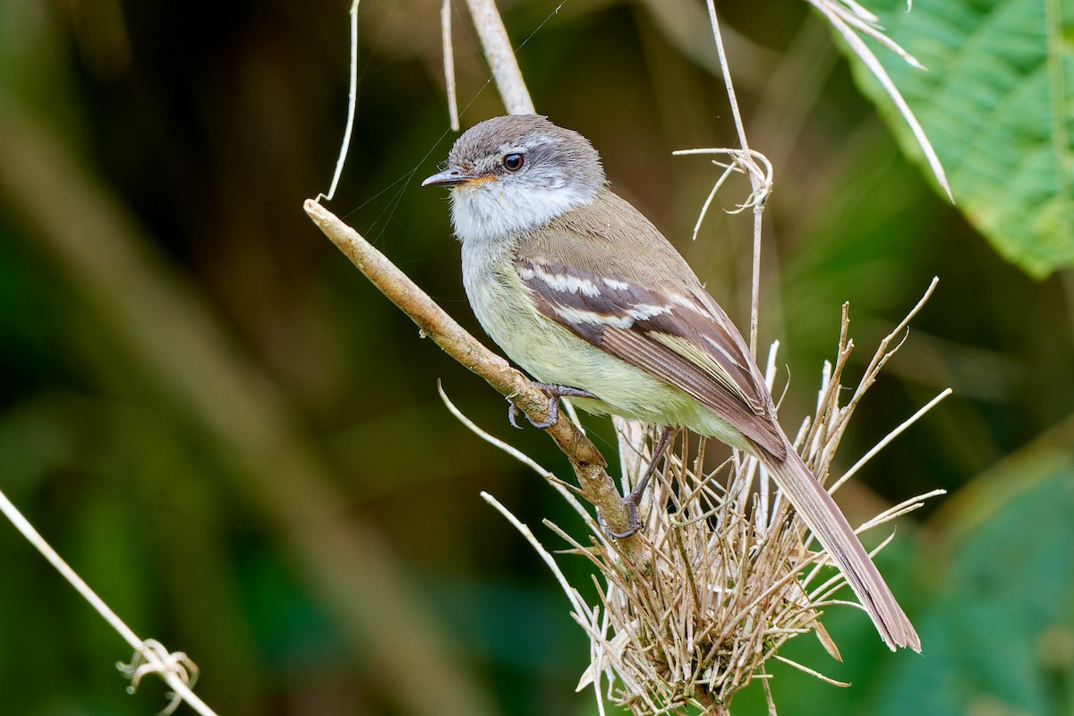 White-throated Tyrannulet - ML612834187