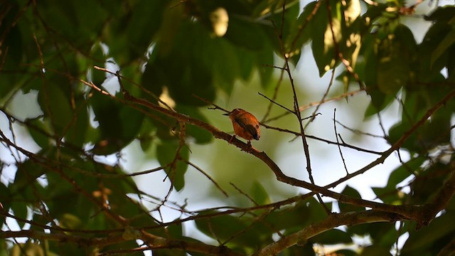 White-browed Piculet - ML612834341