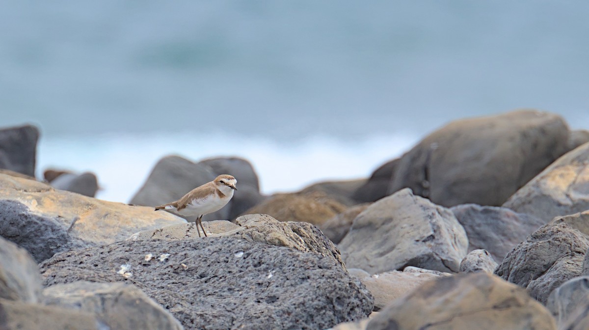 Kentish Plover - ML612834493