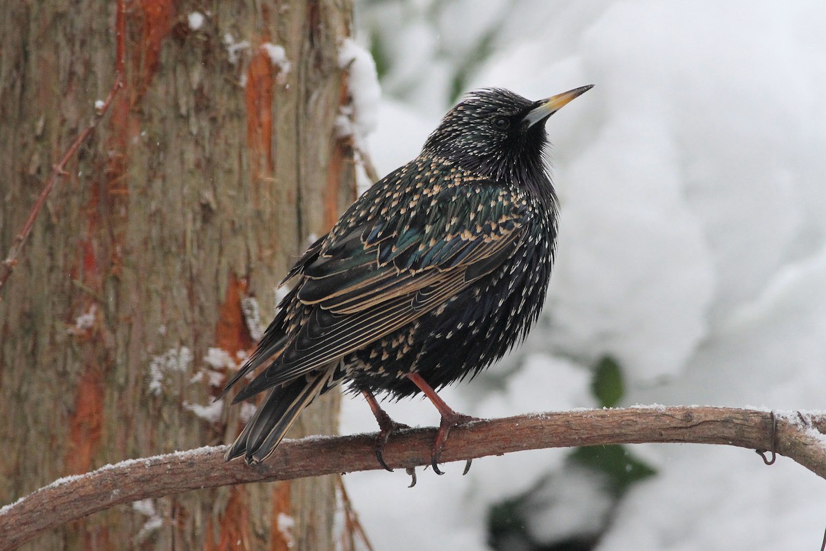 European Starling - ML612834973