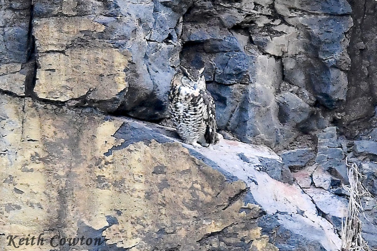 Cape Eagle-Owl (Northern) - ML612834997